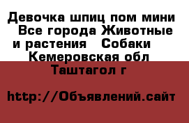 Девочка шпиц пом мини - Все города Животные и растения » Собаки   . Кемеровская обл.,Таштагол г.